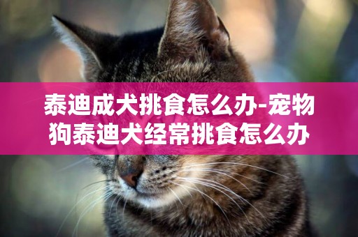 泰迪成犬挑食怎么辦-寵物狗泰迪犬經常挑食怎么辦