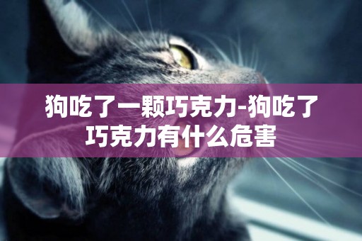 狗吃了一顆巧克力-狗吃了巧克力有什么危害