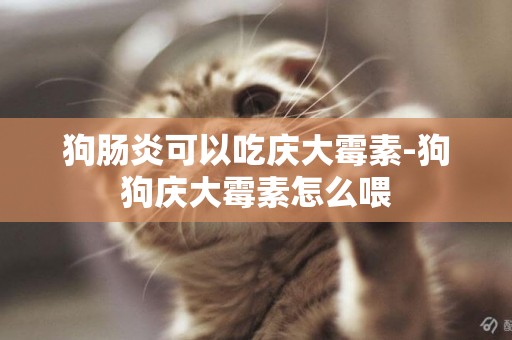 狗腸炎可以吃慶大霉素-狗狗慶大霉素怎么喂