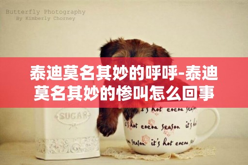 泰迪莫名其妙的呼呼-泰迪莫名其妙的慘叫怎么回事