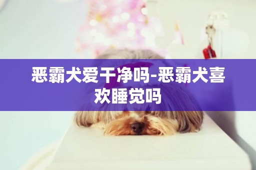 惡霸犬愛干凈嗎-惡霸犬喜歡睡覺嗎