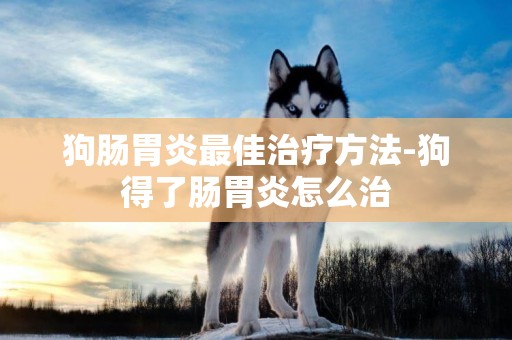 狗腸胃炎最佳治療方法-狗得了腸胃炎怎么治