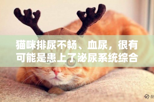 貓咪排尿不暢、血尿，很有可能是患上了泌尿系統綜合征 