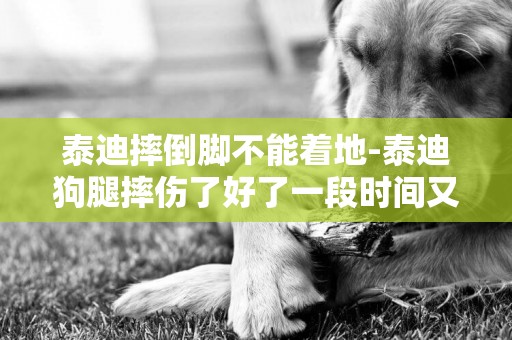 泰迪摔倒腳不能著地-泰迪狗腿摔傷了好了一段時間又不著地了