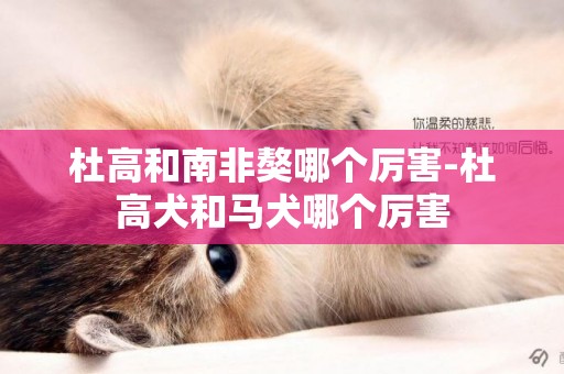 杜高和南非獒哪個厲害-杜高犬和馬犬哪個厲害