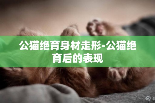 公貓絕育身材走形-公貓絕育后的表現