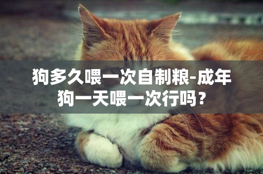 狗多久喂一次自制糧-成年狗一天喂一次行嗎？