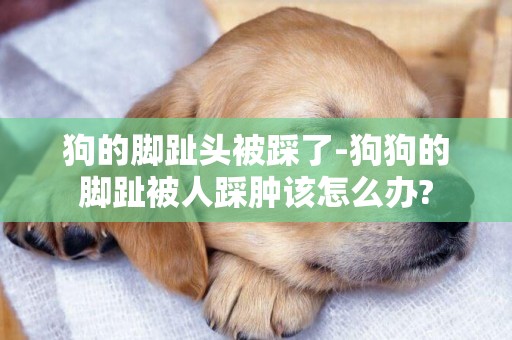 狗的腳趾頭被踩了-狗狗的腳趾被人踩腫該怎么辦?