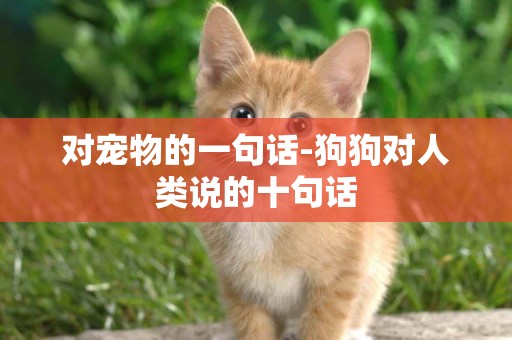 對寵物的一句話-狗狗對人類說的十句話