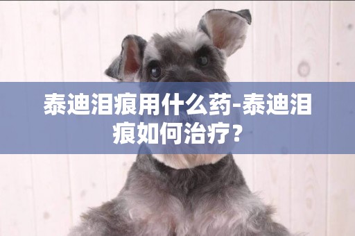 泰迪淚痕用什么藥-泰迪淚痕如何治療？