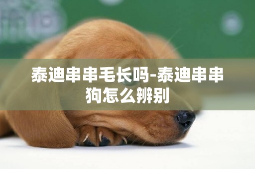 泰迪串串毛長嗎-泰迪串串狗怎么辨別