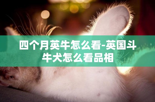 四個月英牛怎么看-英國斗牛犬怎么看品相