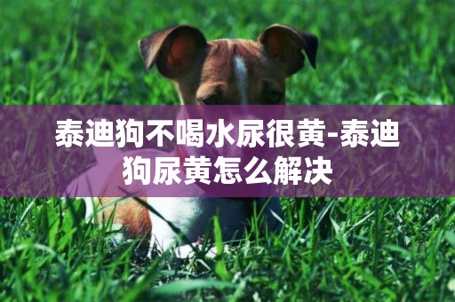 泰迪狗不喝水尿很黃-泰迪狗尿黃怎么解決
