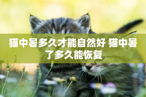 貓中暑多久才能自然好 貓中暑了多久能恢復