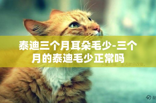 泰迪三個月耳朵毛少-三個月的泰迪毛少正常嗎