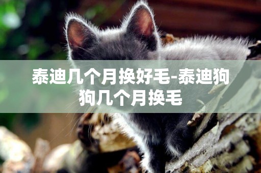 泰迪幾個月換好毛-泰迪狗狗幾個月換毛