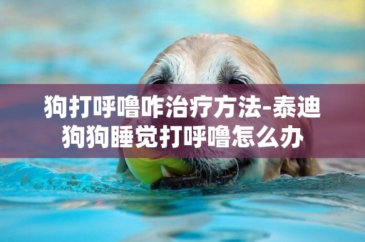 狗打呼嚕咋治療方法-泰迪狗狗睡覺打呼嚕怎么辦