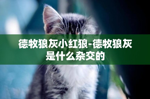 德牧狼灰小紅狼-德牧狼灰是什么雜交的