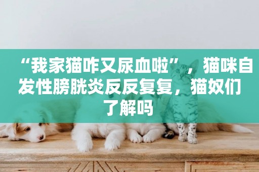 “我家貓咋又尿血啦”，貓咪自發性膀胱炎反反復復，貓奴們了解嗎 