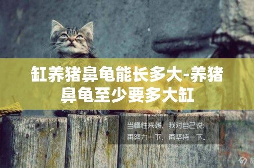 缸養豬鼻龜能長多大-養豬鼻龜至少要多大缸