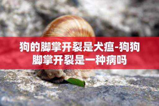 狗的腳掌開裂是犬瘟-狗狗腳掌開裂是一種病嗎