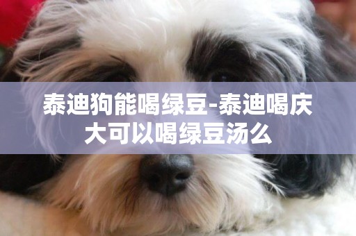 泰迪狗能喝綠豆-泰迪喝慶大可以喝綠豆湯么
