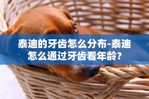 泰迪的牙齒怎么分布-泰迪怎么通過牙齒看年齡？