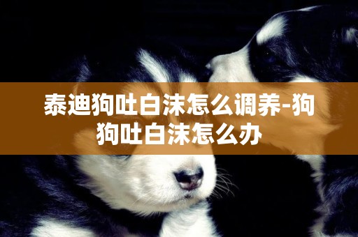 泰迪狗吐白沫怎么調養-狗狗吐白沫怎么辦