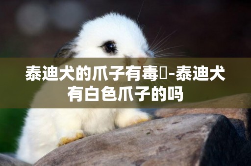 泰迪犬的爪子有毒嗎-泰迪犬有白色爪子的嗎