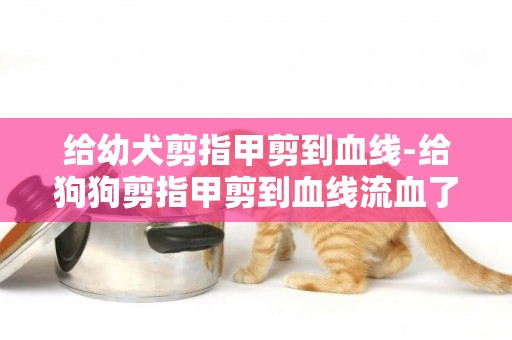 給幼犬剪指甲剪到血線-給狗狗剪指甲剪到血線流血了怎么辦？