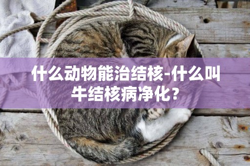 什么動物能治結核-什么叫牛結核病凈化？