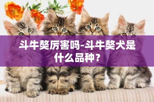 斗牛獒厲害嗎-斗牛獒犬是什么品種？