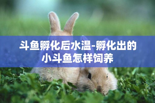 斗魚孵化后水溫-孵化出的小斗魚怎樣飼養