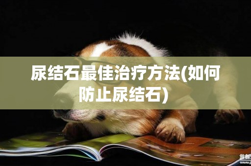 尿結石最佳治療方法(如何防止尿結石) 