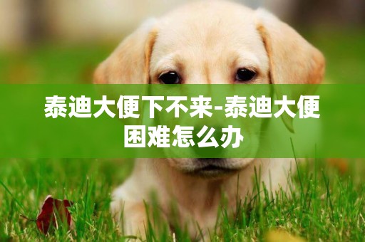 泰迪大便下不來-泰迪大便困難怎么辦