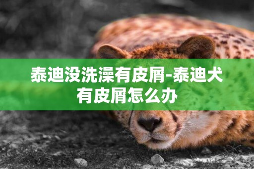 泰迪沒洗澡有皮屑-泰迪犬有皮屑怎么辦