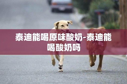 泰迪能喝原味酸奶-泰迪能喝酸奶嗎