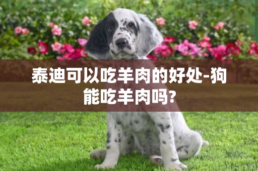 泰迪可以吃羊肉的好處-狗能吃羊肉嗎?
