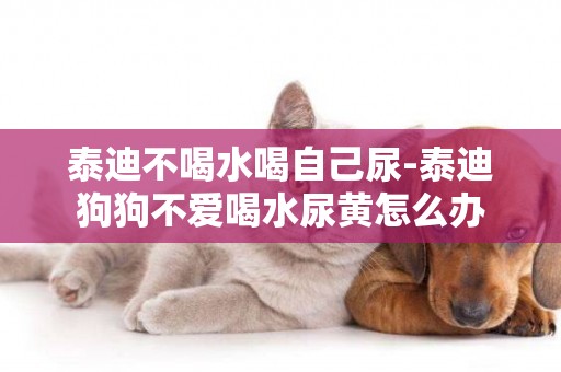 泰迪不喝水喝自己尿-泰迪狗狗不愛喝水尿黃怎么辦