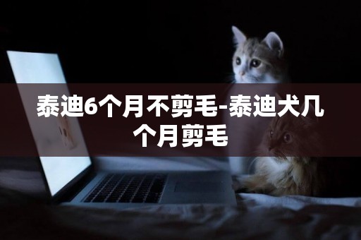 泰迪6個月不剪毛-泰迪犬幾個月剪毛