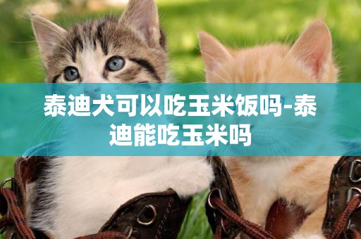 泰迪犬可以吃玉米飯嗎-泰迪能吃玉米嗎