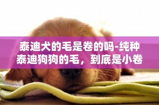 泰迪犬的毛是卷的嗎-純種泰迪狗狗的毛，到底是小卷還是大卷