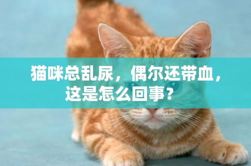 貓咪總亂尿，偶爾還帶血，這是怎么回事？ 