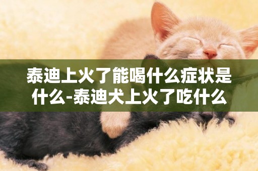 泰迪上火了能喝什么癥狀是什么-泰迪犬上火了吃什么藥