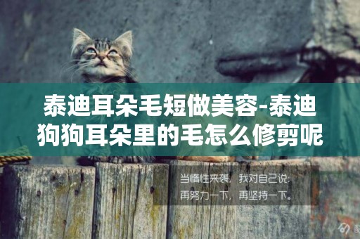 泰迪耳朵毛短做美容-泰迪狗狗耳朵里的毛怎么修剪呢？