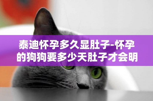 泰迪懷孕多久顯肚子-懷孕的狗狗要多少天肚子才會明顯變大