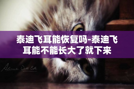 泰迪飛耳能恢復嗎-泰迪飛耳能不能長大了就下來