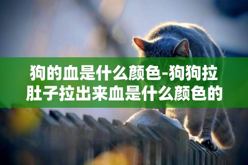 狗的血是什么顏色-狗狗拉肚子拉出來血是什么顏色的?