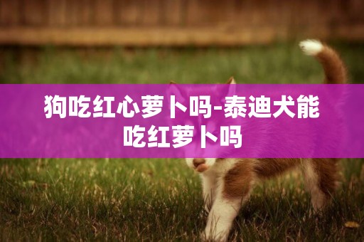 狗吃紅心蘿卜嗎-泰迪犬能吃紅蘿卜嗎