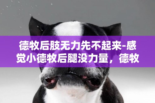 德牧后肢無力先不起來-感覺小德牧后腿沒力量，德牧后腿無力？